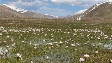 Li Bidlîsê erd bi pîvokên mizgîniya biharê xemilî