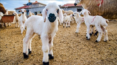 10 soruda Kırsalda Bereket Küçükbaşa Destek Projesi
