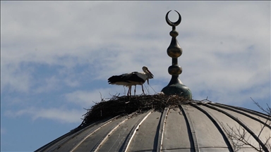 Tekirdağ'da leylekler 11 yıldır cami kubbesine yuva yapıyor