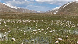 Li Bidlîsê erd bi pîvokên mizgîniya biharê xemilî