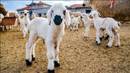 10 soruda Kırsalda Bereket Küçükbaşa Destek Projesi
