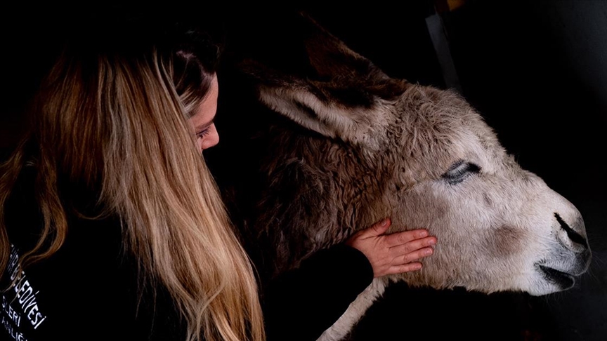 Yaralı bulunan eşek "Garip" tedavinin ardından bakım merkezinin maskotu oldu