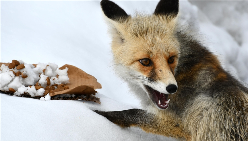 Li Qersê dîmenê roviyê li ser berfê derketibû nêçîrê hat kişandin