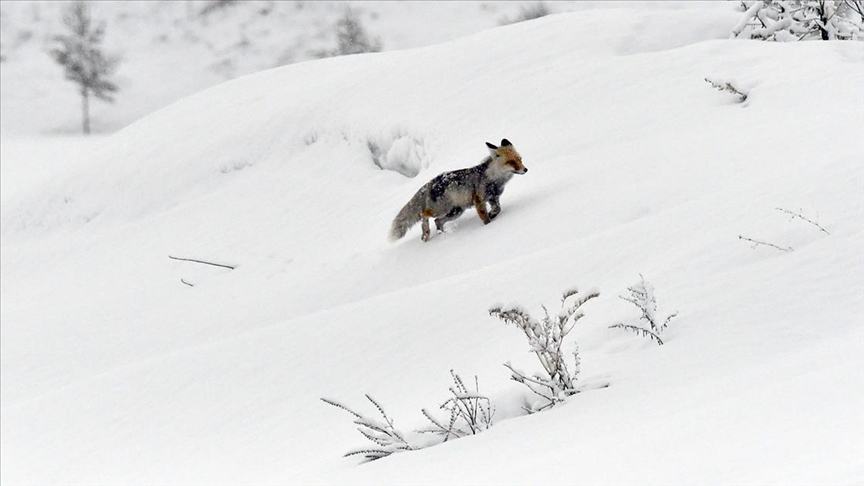 Kars ve Ardahan'da ilkbaharda kar etkili oldu