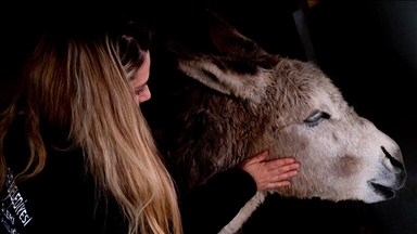 Yaralı bulunan eşek "Garip" tedavinin ardından bakım merkezinin maskotu oldu