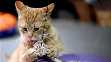 Araç çarpmasıyla ağır yaralanan sahipsiz kedi "Müdür" yeniden sağlığına kavuştu