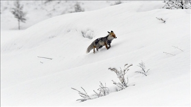 Kars ve Ardahan'da ilkbaharda kar etkili oldu