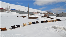 Muş'ta metrelerce karın bulunduğu köylerde yaşayanlar baharı bekliyor