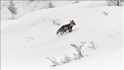 Kars ve Ardahan'da ilkbaharda kar etkili oldu