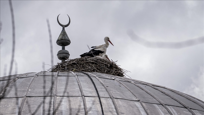 Lejlekët   lajmëtarët e pranverës   ndërtojnë fole në kupolën e xhamisë për vite me radhë