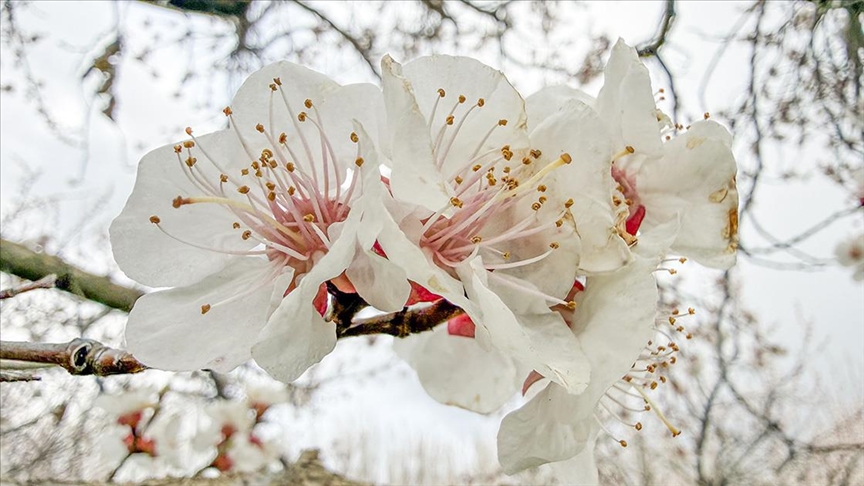 Iğdır'daki kayısı ağaçları çiçek açtı