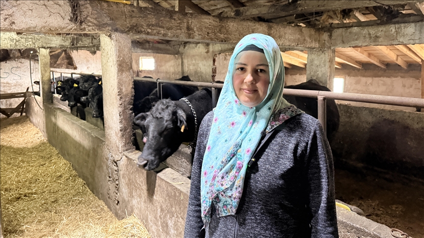 Kadın çiftçi devlet desteğinden yararlanarak büyükbaş hayvan sürüsünü