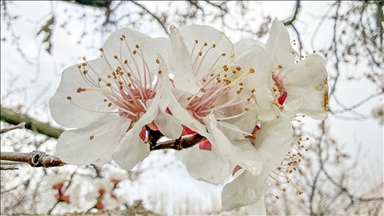 Iğdır'daki kayısı ağaçları çiçek açtı