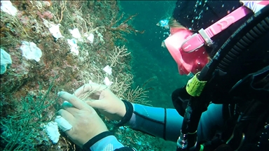 Bakan Kurum'dan Marmara Denizi'nde mercan popülasyonu artıracak projeye ilişkin paylaşım: Doğayı mercanlarla onarıyoruz