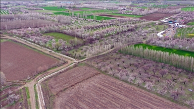 Li Îdirê darên mişmişan kulîlk vedan