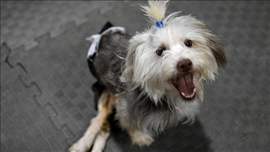 Sahibi vefat eden engelli köpek Yumoş, iyileşip yeni yuvasına koşacağı günü bekliyor