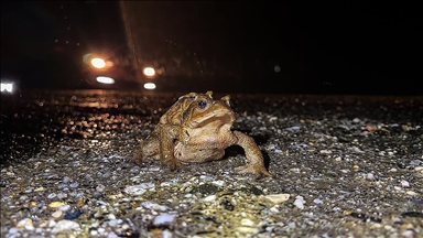 Kütahya'da kurbağaların ormandan gölete 5 bin yıllık üreme göçü başladı