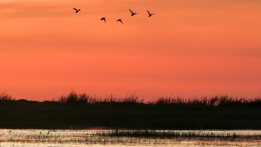 Hatay'da koruma altındaki Milleyha Sulak Alanı göçmen kuşların uğrak noktası oluyor