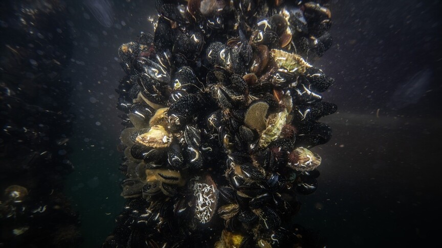 Marmara Denizi'ndeki midye çiftliklerinde pinalar için umut veren keşif