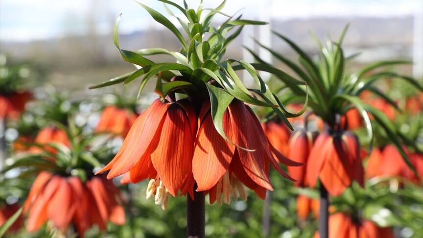 Erzincan'daki Ters Lale Koleksiyon Bahçesi botanik turizmine hazırlanıyor