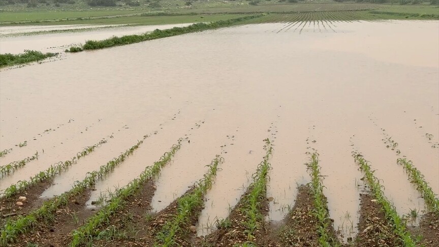 Osmaniye'de sağanak tarım arazilerine zarar verdi