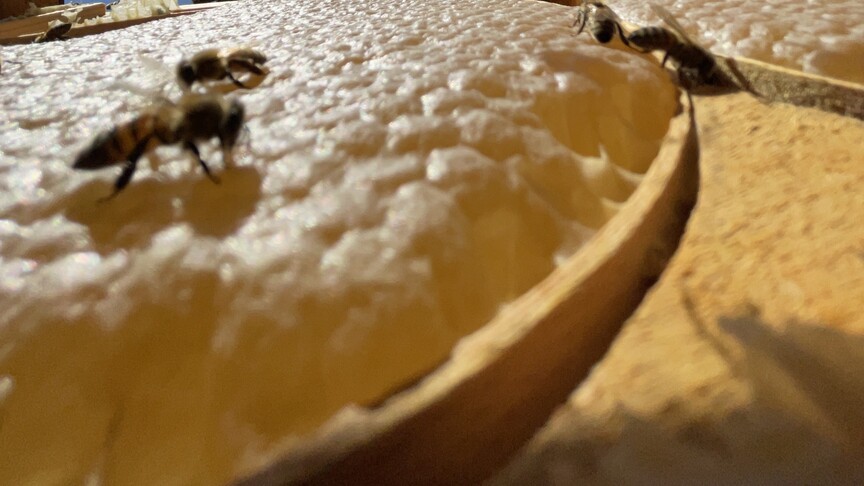 Türk balı dünya pazarlarında marka olma yolunda ilerliyor