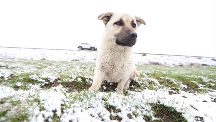 Kars ve Ardahan'da mayıs ayında kar etkili oldu