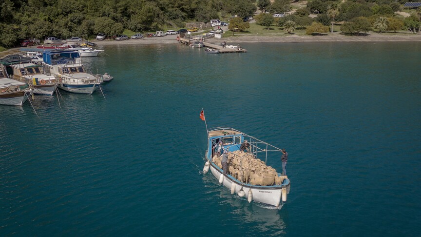 Çobanların karada başlayan göçü, denizde devam eden sıra dışı yolculuğa dönüşüyor