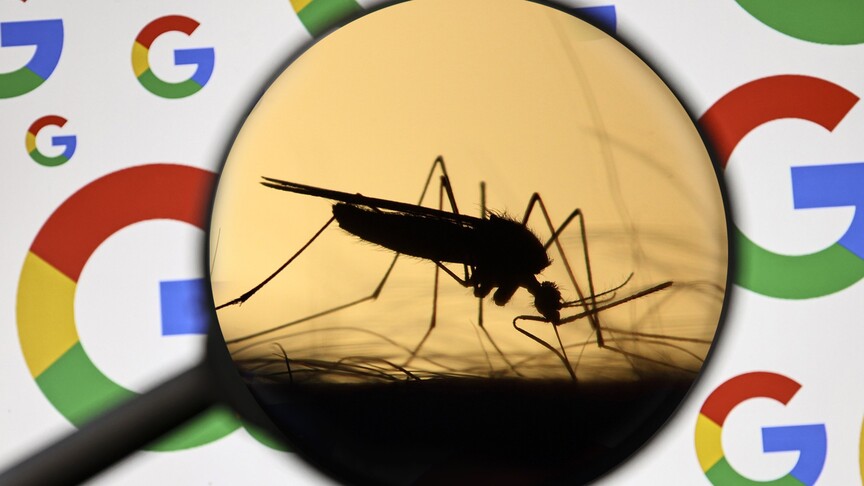 Google, ABD'de hastalıkları engellemek için 32 milyon "kısır sivrisineği" doğaya salmayı planlıyor