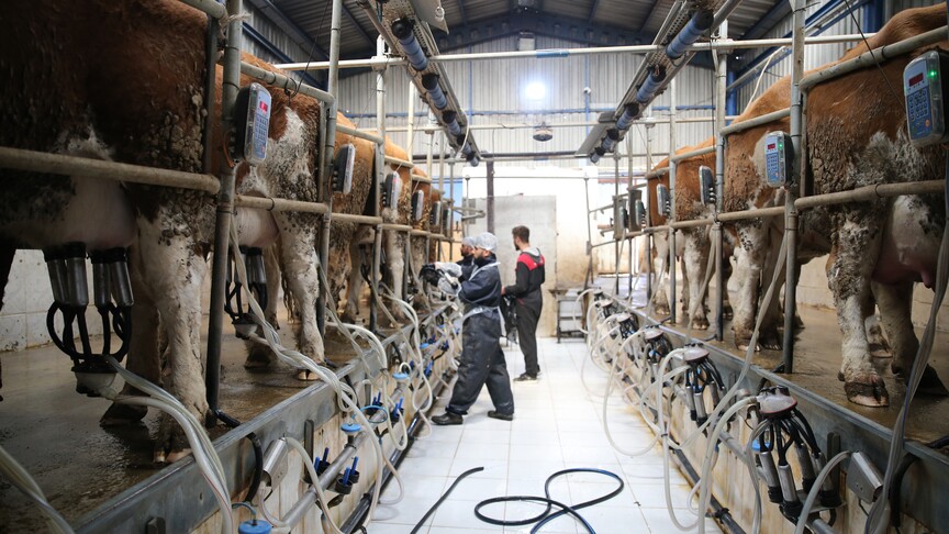Süt üreticilerine 6 yılda 24,6 milyar lira destek verildi