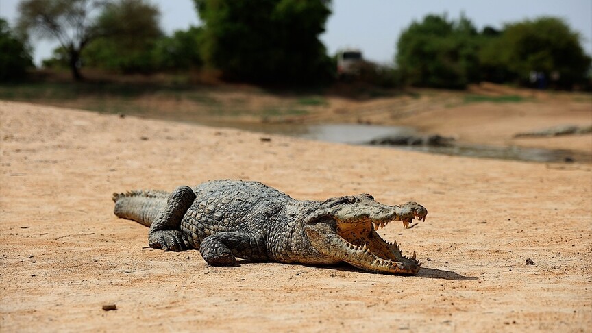 Burkina Faso'daki "timsahlı köy" ziyaretçilerin ilgisini çekiyor