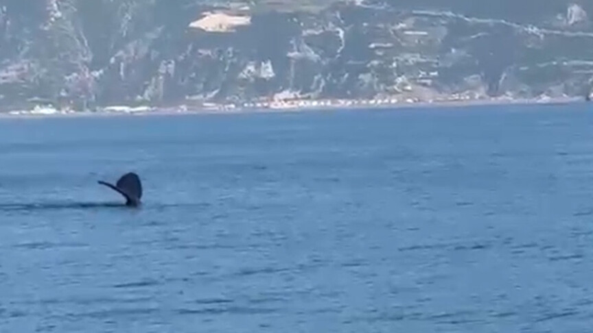 Hatay'ın Samandağ ilçesi açıklarında balina görüldü