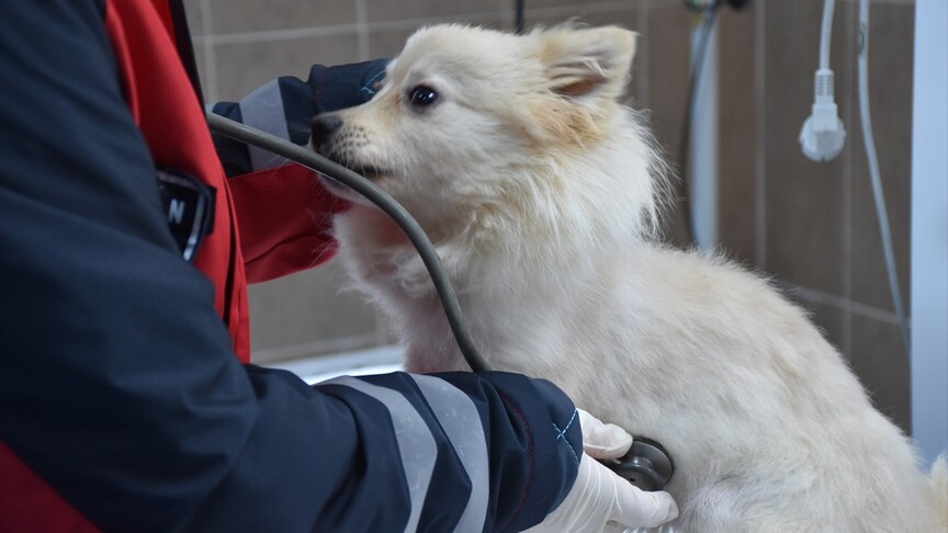 Trabzon'da 750 köpek kapasiteli merkez sahipsiz hayvanlara yuva oldu