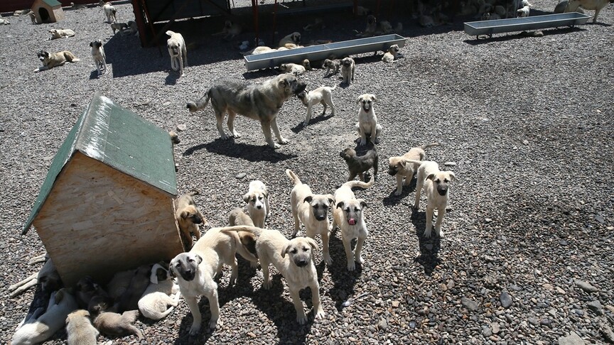Muş'ta bir yılda 4 bin sahipsiz köpek hayvan barınağında koruma altına alındı