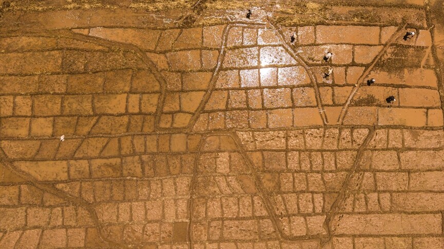 لە ئاکرێ وەرزی چاندنی برنج دەستی پێکردووە و جووتیاران بەھیوای بەرھەمی باشترن
