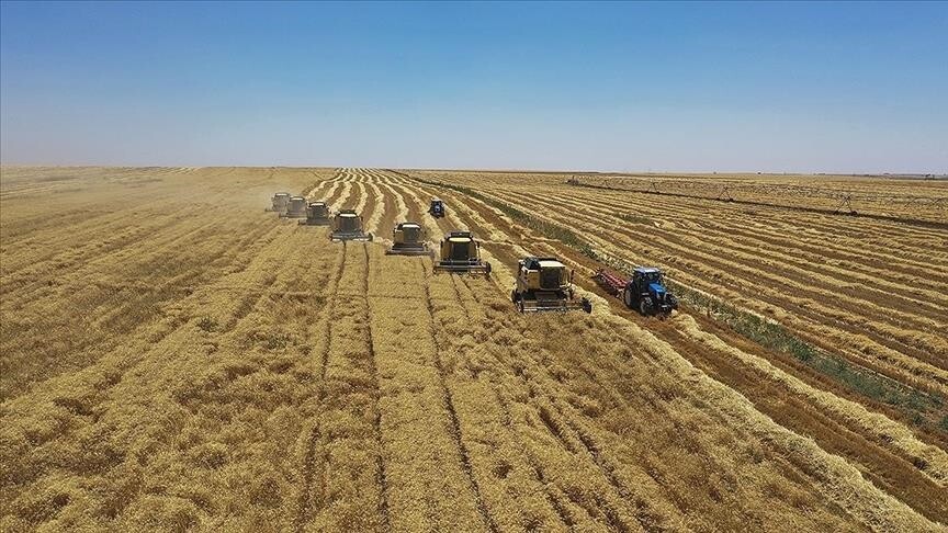 Çiftçilere ikinci ürün olarak "yem bitkileri" ekmesi önerisi