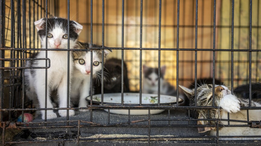 Vietnam'da yenmek için kesime gönderilecek 400'den fazla kedi kurtarıldı