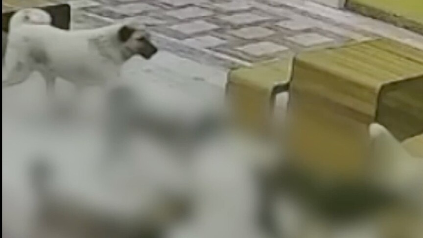Hatay'da sahipsiz köpeklerin kediye saldırdığı anlar güvenlik kamerasında