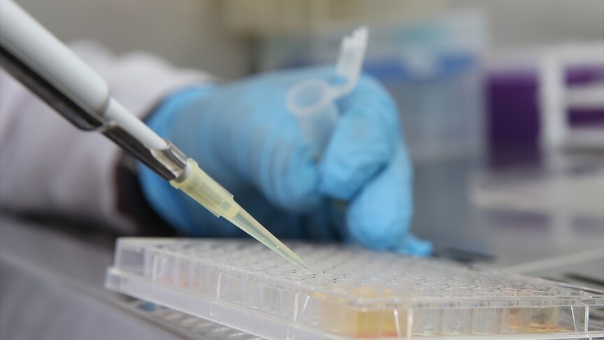 Arı zehrini nanoteknolojiyle buluşturan yöntemle akut böbrek hasarını tedavi etmeyi hedefliyorlar