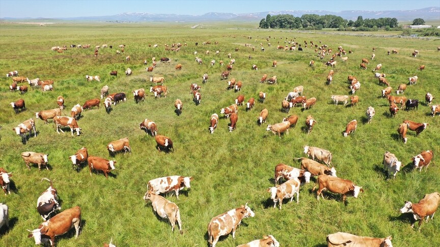 Kars'ta kayıtlı mera alanı 418 bin hektara yükseldi