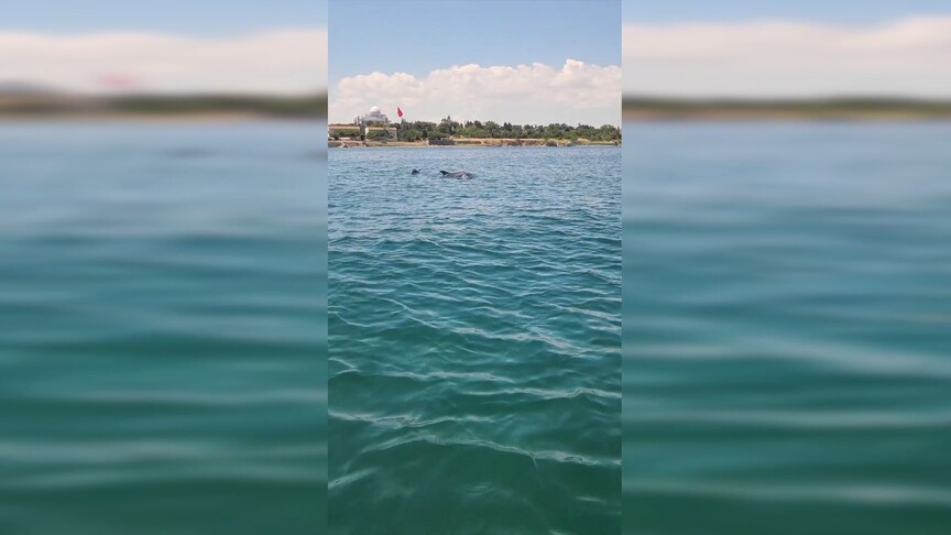 Tekirdağ açıklarında 2 yunus görüntülendi