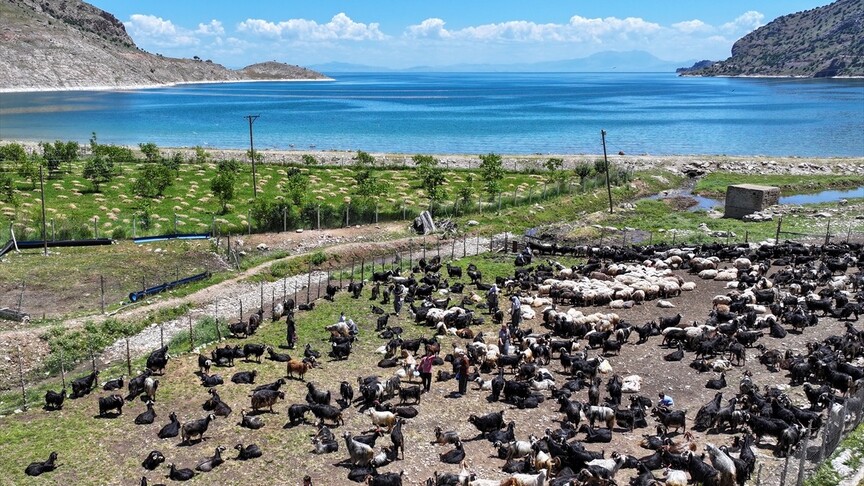 Koyun kırkımı sonrası doğaya bırakılan yünler çevreyi tehdit ediyor