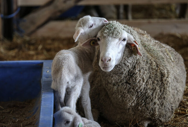 TİGEM 60 bin kilogram merinos yapağı satacak