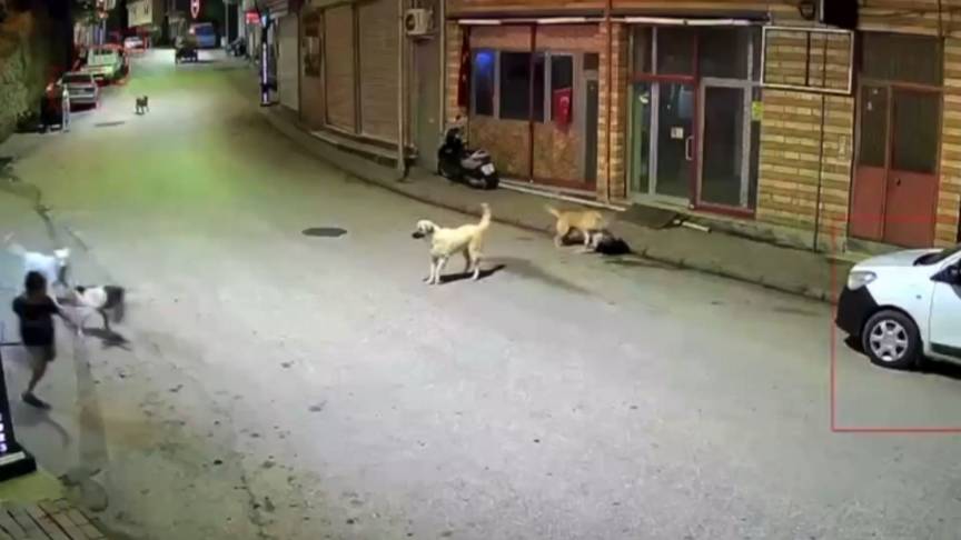 Ordu'da çocuğun sahipsiz köpeklerin saldırısına uğraması kameraya yansıdı