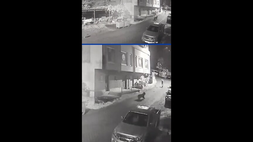 Rize'de bir kişinin anne ayı ve yavrularından kaçış anları güvenlik kamerasında