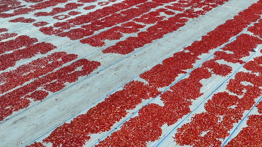 Türkiye ilk yarıda kurutulmuş domatesten 60 milyon 989 bin dolar kazandı