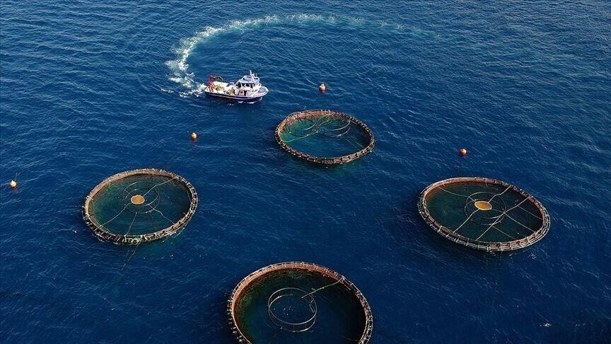 Karadeniz'in su ürünleri ihracatı yılın ilk yarısında 186 milyon doları aştı