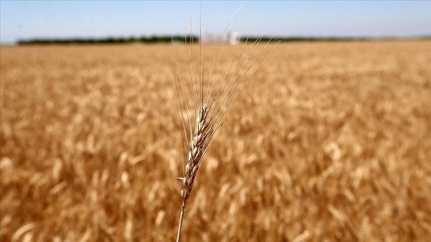 Tarım emtia piyasasında geçen ay buğday rüzgarı esti
