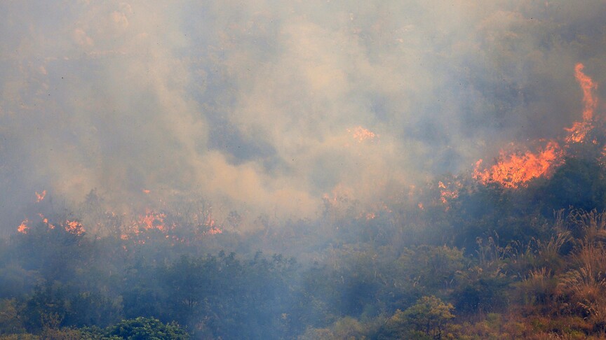 WWF: İtalya'da bu yaz çıkan orman yangınlarında 70 bin hektar alan kül oldu