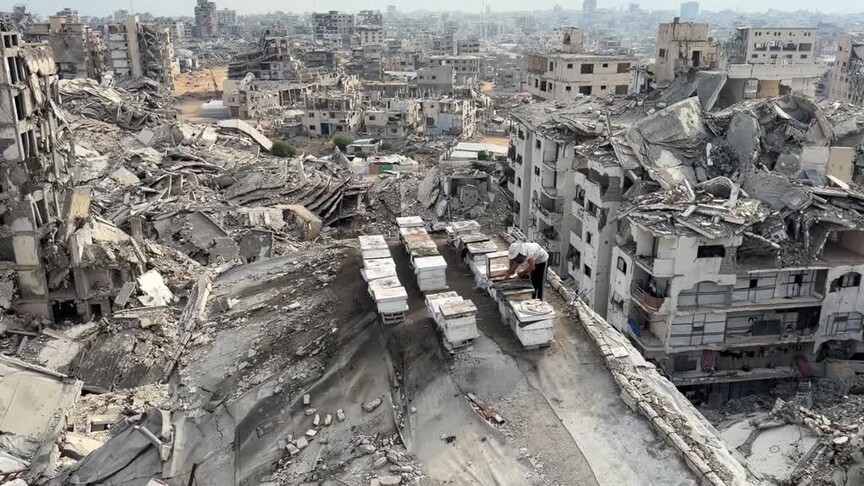 İsrail'in yerle bir ettiği Gazze'de umudunu yitirmeyen arıcı, mesleğini apartman çatısında sürdürüyor
